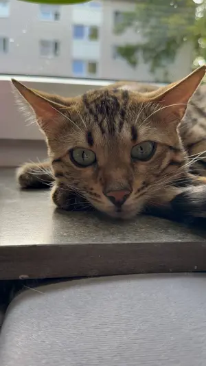 Reinrassiger Bengal-Kater