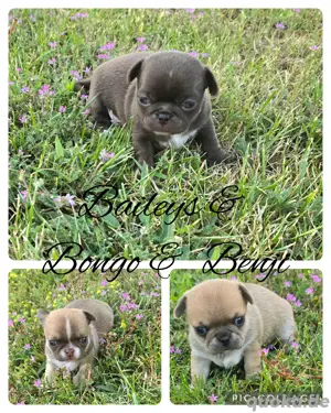 3 Chihuahua Rüden suchen ein heim