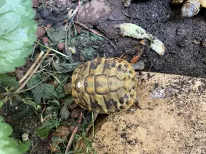 Griechische Landschildkröten THB, NZ 1x2020, 2x2021