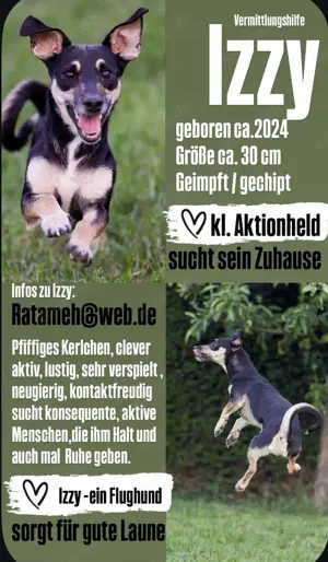 Flughund aus der Ukraine 