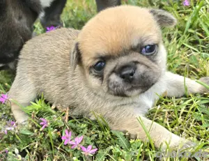 Barbie Chihuahua Hündin sucht dich zu Juli
