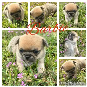 Barbie Chihuahua Hündin sucht dich