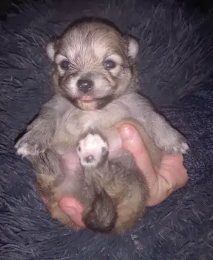 Pomeranian Zwergspitz Welpen Rüden und Hündin 