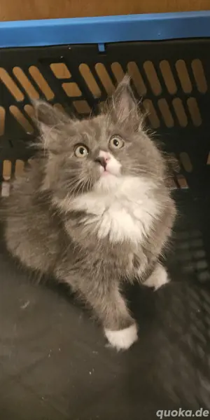 xl cooni kitten Bild 3