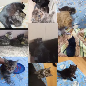 2 süße Baby Katzen abzugeben 