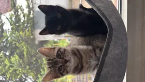 Bengal x Britisch Kurzhaar Kitten suchen gemeinsam ein zu Hause