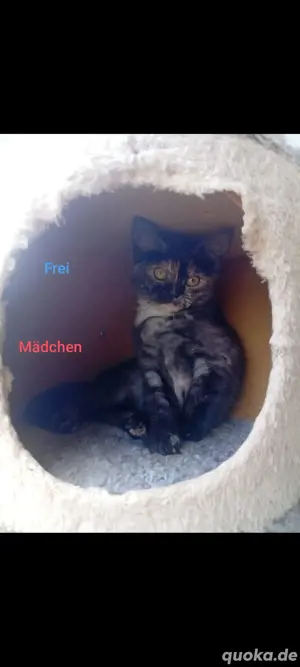 6 Reinrassige  süße Kätzchen vier Jungen und zwei Mädchen Britisch Kurzhaar (BKH) abzugeben