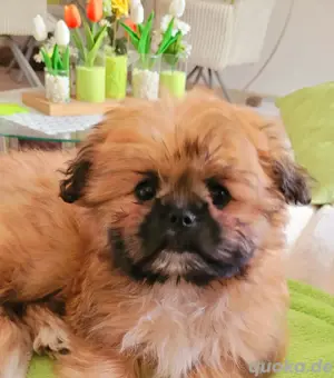 Welpen klein Mädchen Shih Tzu x Pomeranian 