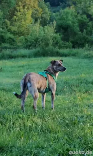 Jessie, eine liebe und soziale Hündin