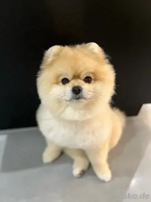 Pomeranian, Zwergspitz Welpen 