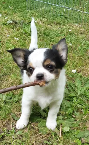 Chihuahuarüde (Welpe) sucht neues Personal! 
