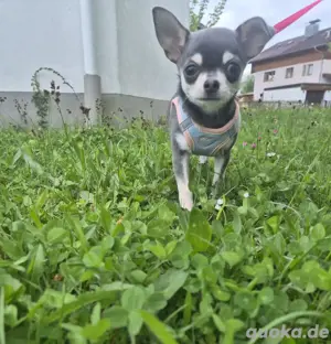 Chihuahua weiblich, Husky Blue Tan, Kurzhaar,16 Wochen, mit Ahnentafel 