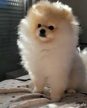 Schöne pomeranian Welpen