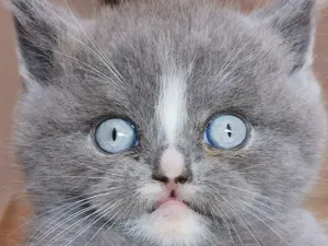 Kleiner BKH Kater "Stroud"mit blauen Augen sucht das allerbeste Zuhause auf Erden 