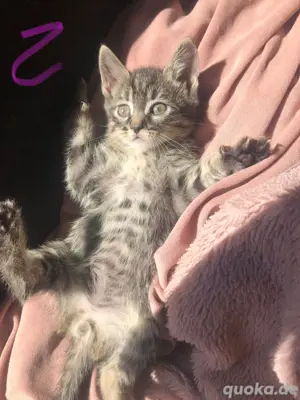 vier Kitten  katze 
