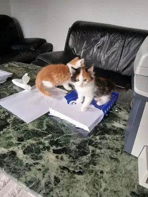 Zauberhafte Main-Coon  Kätzchen rotes Tigerchen mit weiß sowie rot-weiß Bild 3