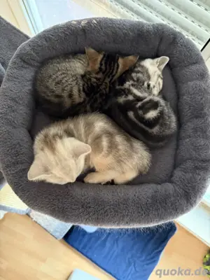 BKH Kitten