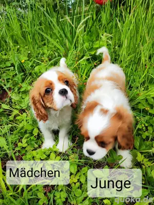 Welpen-Cavalier King Charles Spaniel Blenheim