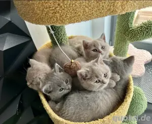    Britisch Kurzhaar BKH Kitten   12 Wochen jung & bereit fürs neue Zuhause! Babykatzen Katzenbaby