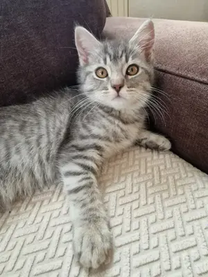 Bkh britisch kurzhaar Babykatzen Katze mix 12 Wochen alt 