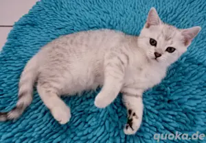 BKH Bengal EKH Kitten 