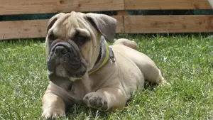  English Bulldoggenwelpe freiatmig  mit Ahnentafel 