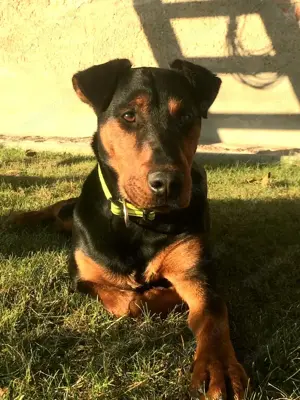 *Suche Heideterrier, Jagdterrier oder TerrierMix*