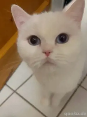 Süsse Katze sucht ein neues Zuhause