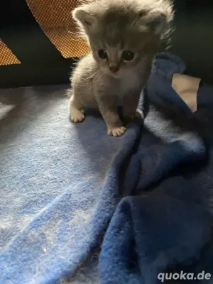 Babykatzen 
