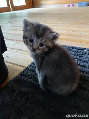 Babykatzen 