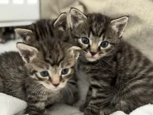 BKH Silver Tabby Mix Kitten