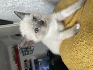 Siamkitten abzugeben   verschmust, verspielt & bereit fürs neue Zuhause 