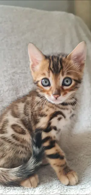 Bengalkitten Die Drei Musketiere 