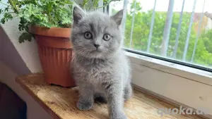 Süßer BKH Katerchen