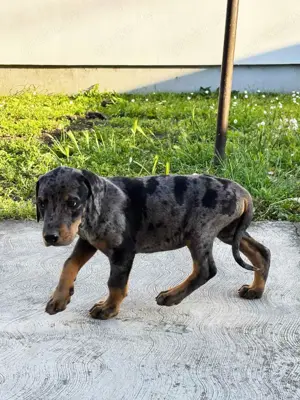 Dobermann Welpe Rüde  