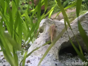komplett Aquarium  Bild 3