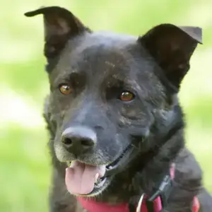Jacky Boy, 3 Jahre - Mischling - Tierhilfe Franken e.V.