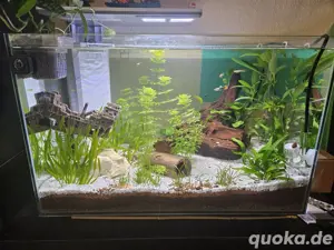 komplett Aquarium  Bild 6