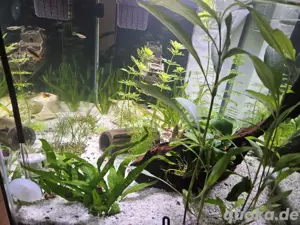 komplett Aquarium  Bild 5