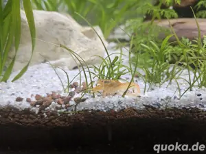 komplett Aquarium  Bild 4