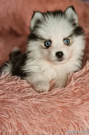 Pomsky F2 Toy & Mini Puppengesicht Bärchentyp Wollycoat 