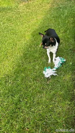 Unsere Nala sucht ein liebevolles zuhause 