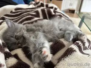 schöne Katzenbabys