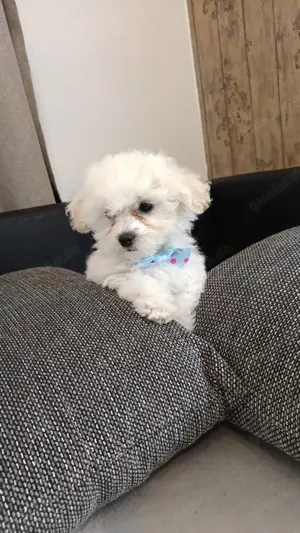 Bichon havanezi 