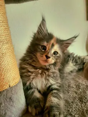 Verkaufen 1 Süße Mainecoon Baby Kätzchen- Weiblich. Geimpft und Entwurmt. 