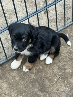 Australien Shepherd, Bernhardiner Labrador Mix Welpen suchen ihre Familie :)
