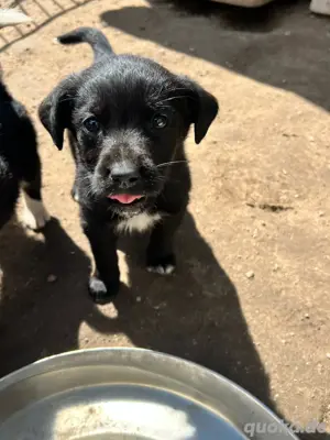 Australien Shepherd, Bernhardiner Labrador Mix Welpen suchen ihre Familie :) Bild 3