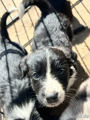 Australien Shepherd, Bernhardiner Labrador Mix Welpen suchen ihre Familie :) Bild 4