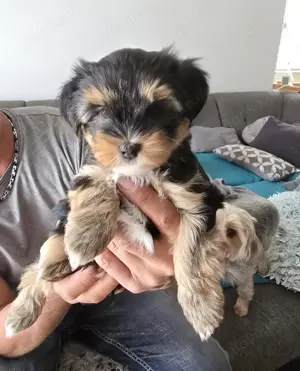 Wunderschöne Yorkshire Terrier Welpen 