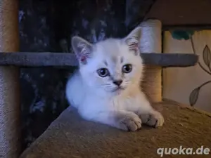gebe zuckersüße bkh bluepoint Kitten ab 